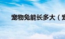 宠物兔能长多大（宠物兔子能长多大）