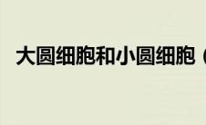 大圆细胞和小圆细胞（小圆细胞什么意思）