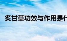 炙甘草功效与作用是什么(甘草功效与作用)