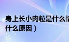 身上长小肉粒是什么情况（身上长的小肉粒是什么原因）