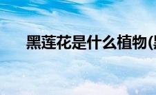 黑莲花是什么植物(黑莲花是什么意思)