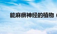 能麻痹神经的植物（能麻痹神经的药）