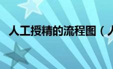 人工授精的流程图（人工授精过程示意图）
