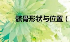 髌骨形状与位置（膑骨在什么位置）