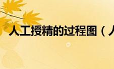 人工授精的过程图（人工授精过程示意图）