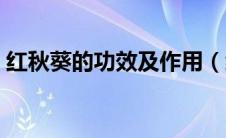 红秋葵的功效及作用（红秋葵的功效与作用）