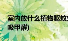 室内放什么植物驱蚊效果好(室内放什么植物吸甲醛)