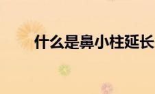 什么是鼻小柱延长（什么是鼻小柱）