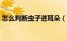 怎么判断虫子进耳朵（耳朵进虫子如何判定）