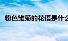 粉色雏菊的花语是什么(雏菊的花语是什么)
