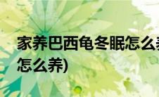 家养巴西龟冬眠怎么养最好(家养巴西龟冬眠怎么养)