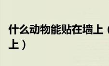 什么动物能贴在墙上（有什么动物可以贴在墙上）