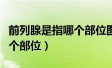 前列腺是指哪个部位图片男性（前列腺是指哪个部位）