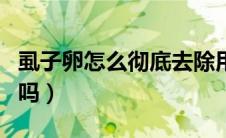 虱子卵怎么彻底去除用醋（白醋能去除虱子卵吗）