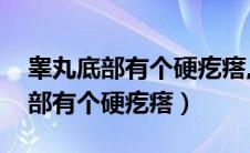 睾丸底部有个硬疙瘩,用手摸很明显（睾丸底部有个硬疙瘩）
