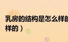乳房的结构是怎么样的（乳房的结构构造是怎样的）