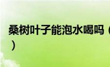 桑树叶子能泡水喝吗（桑树叶泡水喝注意什么）