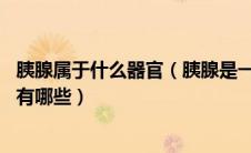胰腺属于什么器官（胰腺是一个什么样器官 常见的胰腺疾病有哪些）