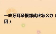 一咬牙耳朵根部就疼怎么办（一咬牙耳朵根部就疼是什么原因）