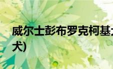 威尔士彭布罗克柯基犬(彭布洛克威尔斯柯基犬)