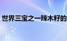 世界三宝之一辣木籽的功效（辣木籽的功效）