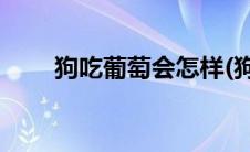 狗吃葡萄会怎样(狗吃葡萄会怎么样)