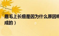 眉毛上长痘是因为什么原因呢（眉毛上长痘痘是什么原因造成的）