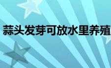 蒜头发芽可放水里养殖吗（蒜头发芽能吃吗）