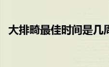 大排畸最佳时间是几周（大排畸最佳时间）