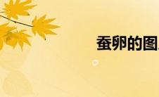 蚕卵的图片(蚕卵)