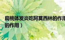 扁桃体发炎吃阿莫西林的作用功效（扁桃体发炎吃阿莫西林的作用）