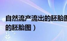 自然流产流出的胚胎图片大全（自然流产流出的胚胎图）