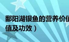 鄱阳湖银鱼的营养价值及功效（银鱼的营养价值及功效）
