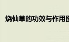 烧仙草的功效与作用图片（烧仙草的功效）