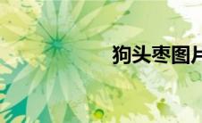 狗头枣图片(狗头枣)