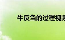牛反刍的过程视频(牛反刍的过程)