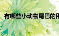 有哪些小动物尾巴的用处(动物尾巴的用处)