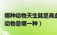 哪种动物天生就是高血压（天生就是高血压的动物是哪一种）