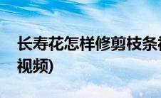 长寿花怎样修剪枝条视频(长寿花的修剪方法视频)