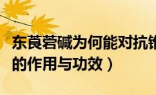 东莨菪碱为何能对抗锥体外系作用（东莨菪碱的作用与功效）
