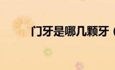 门牙是哪几颗牙（门牙是哪几颗）