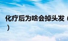 化疗后为啥会掉头发（化疗后为什么会掉头发）