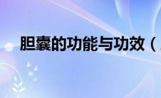 胆囊的功能与功效（胆囊的功能有哪些）