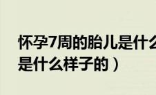 怀孕7周的胎儿是什么样子（怀孕7周的胎儿是什么样子的）