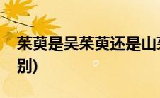 茱萸是吴茱萸还是山茱萸(吴茱萸与山茱萸区别)