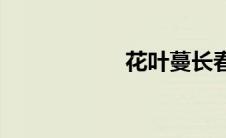 花叶蔓长春(花叶蔓)
