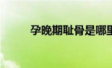 孕晚期耻骨是哪里（耻骨是哪里）