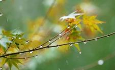 结婚当天下雨是好还是不好（结婚当天不吉利的征兆？结婚当天下雨新娘命苦）