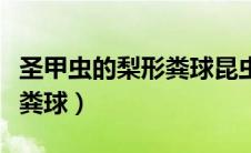 圣甲虫的梨形粪球昆虫记概括（圣甲虫的梨形粪球）