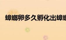 蟑螂卵多久孵化出蟑螂（蟑螂卵多久孵化）